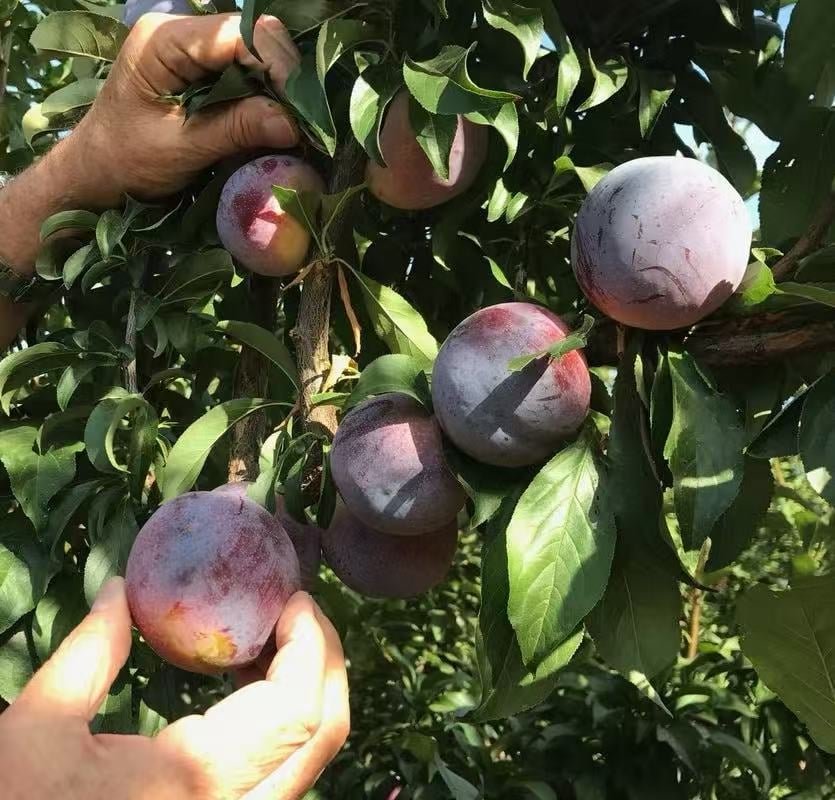 🌳LIMITED-TIME BUY 1 GET 1 FREE⏰🍑 Heirloom Non-GMO Grafted Plum Tree Live Saplings