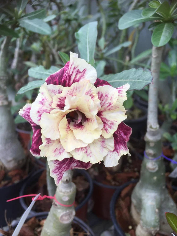 FloraOasis – Premium Desert Rose Plant Seeds