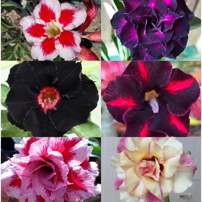 FloraOasis – Premium Desert Rose Plant Seeds