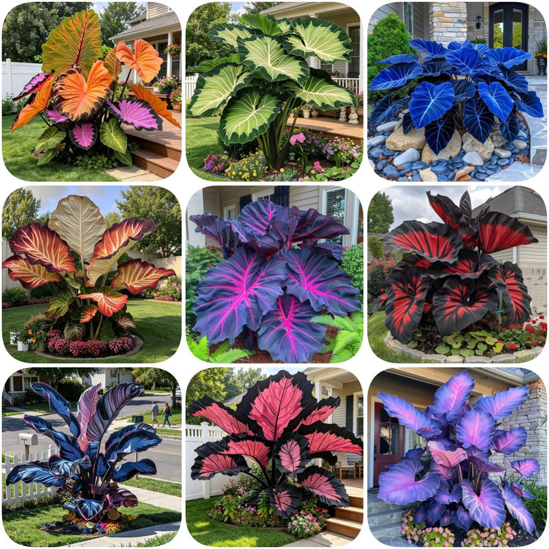 ColorBloom – Giant Multi-Color Caladiums Bulbs