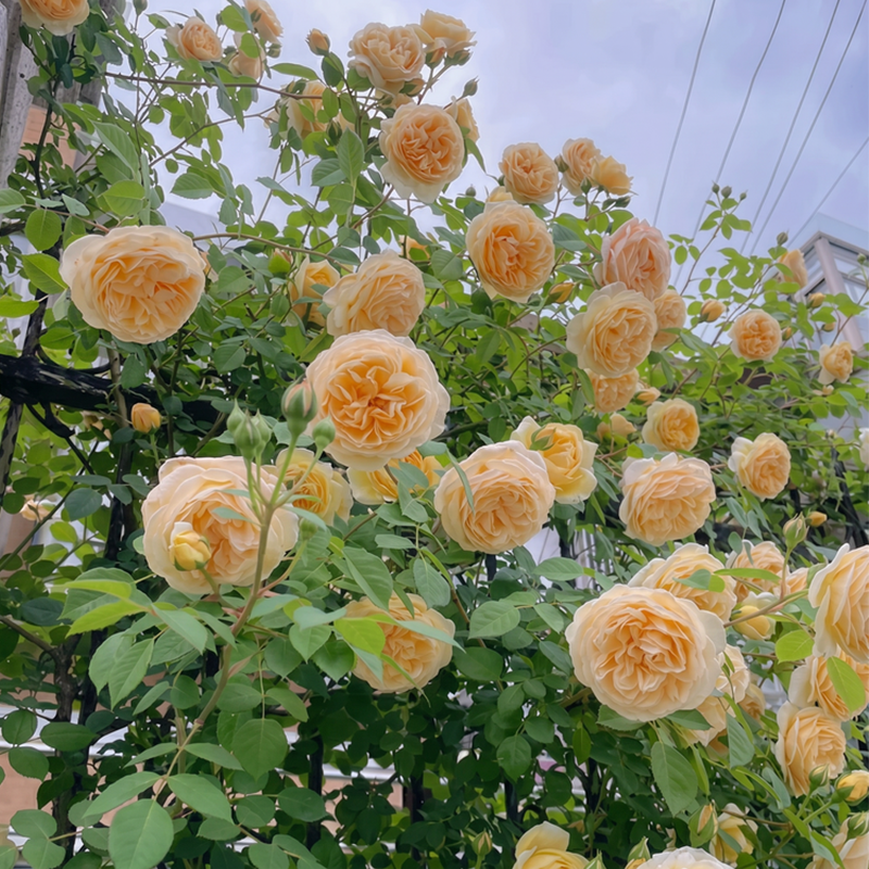 RoseCascade – Premium Climbing Rose Bulbs