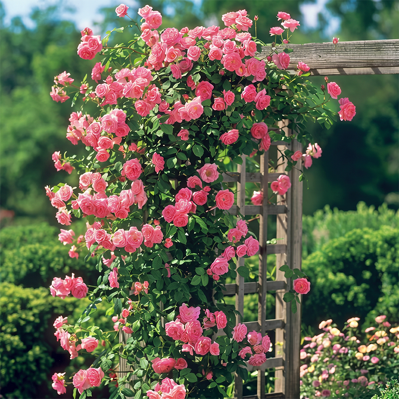 RoseCascade – Premium Climbing Rose Bulbs
