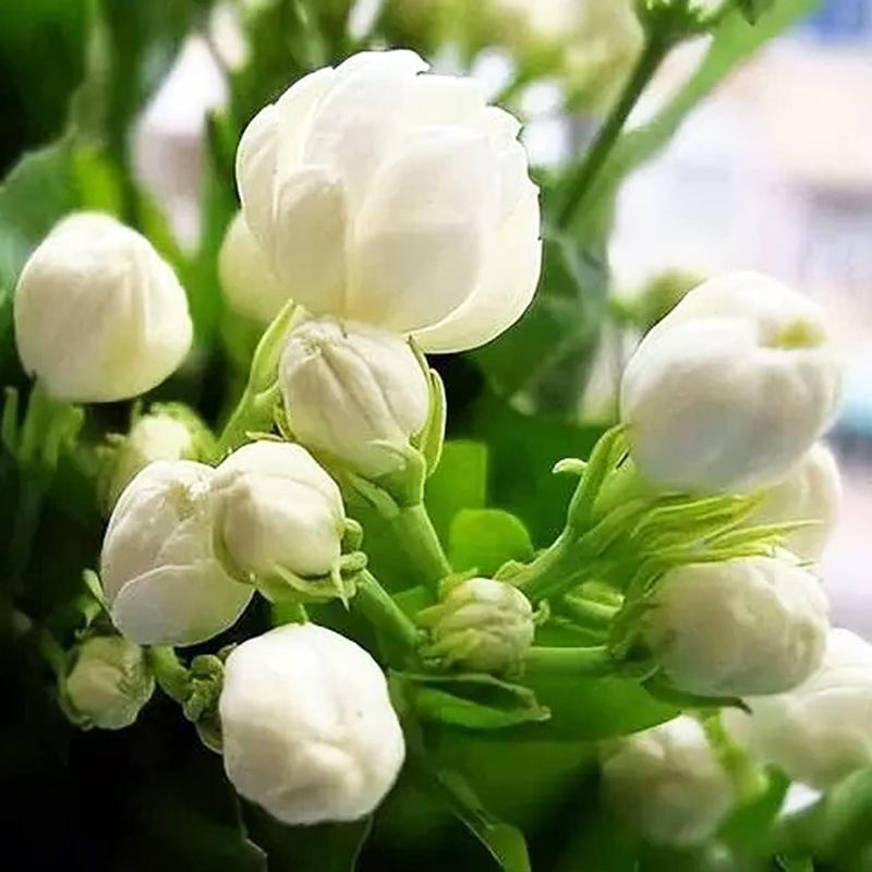 Jasmine Close-up