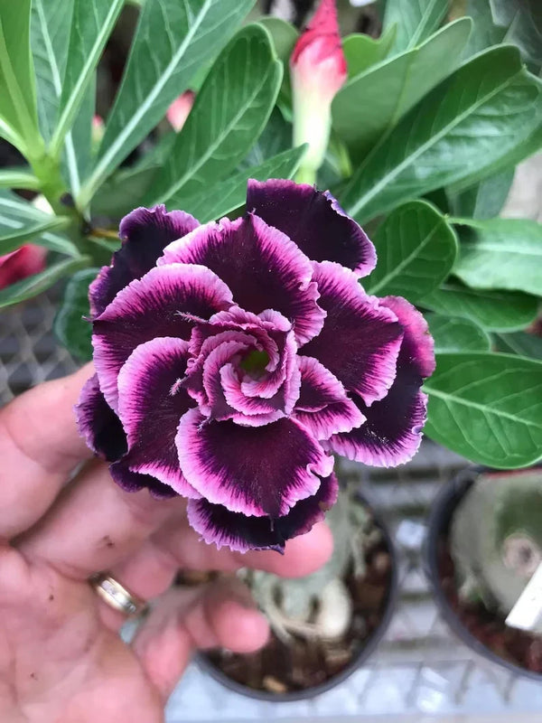 FloraOasis – Premium Desert Rose Plant Seeds