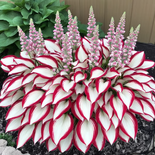 Leafora – Premium Hosta Seeds for Shaded Spaces
