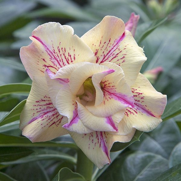 FloraOasis – Premium Desert Rose Plant Seeds