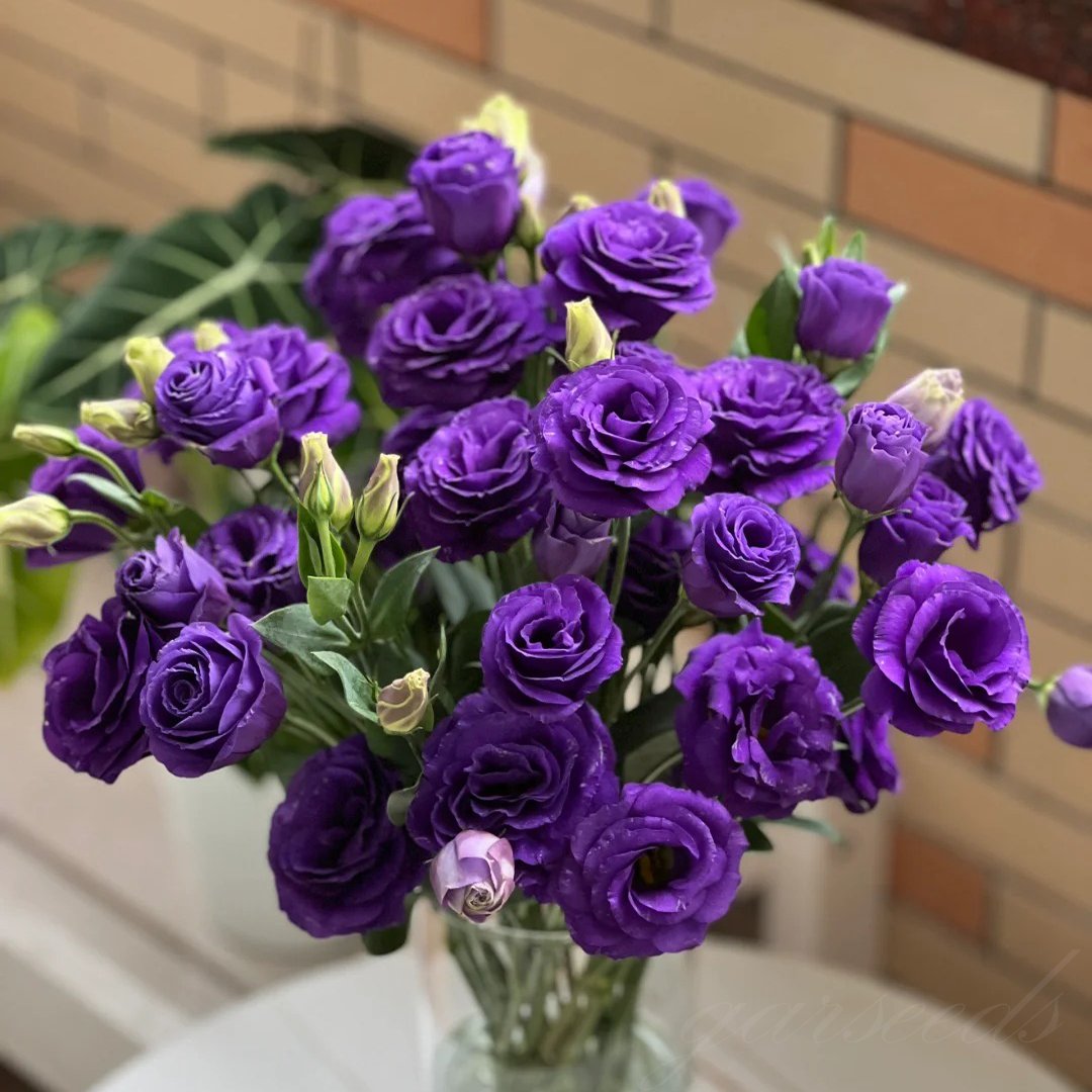 🌱Hardy Perennial Lisianthus Seeds RHS Certified for British Garden Beds Beginner Friendly