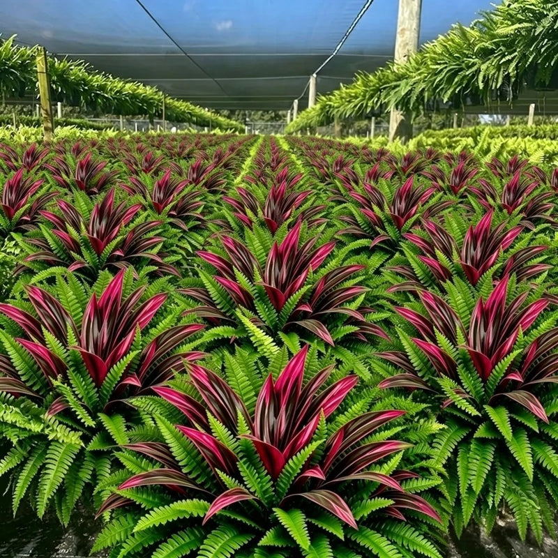 EverGreen – UV-Resistant Artificial Fern & Red Dracaena Plant
