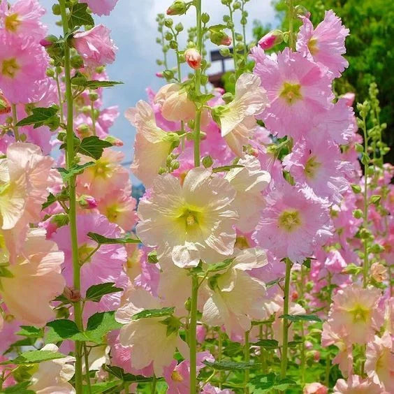 BloomMajesty – Premium Double Hollyhock Seeds