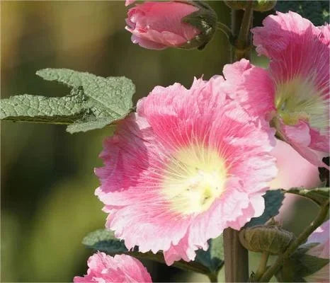 BloomMajesty – Premium Double Hollyhock Seeds