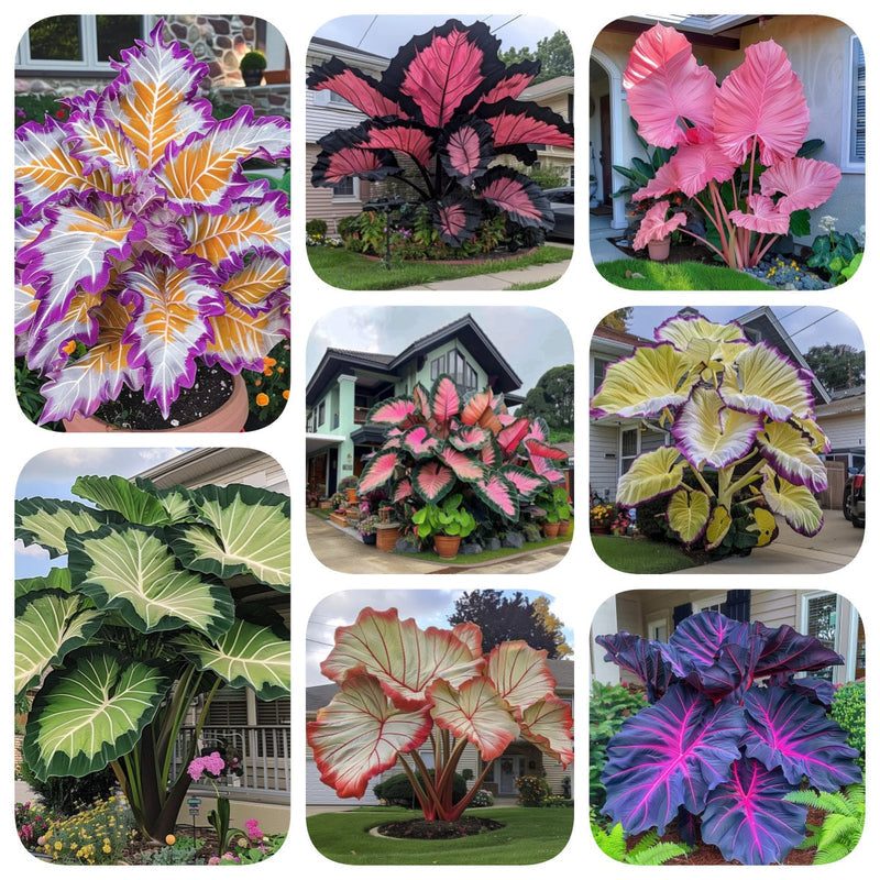 ColorBloom – Giant Multi-Color Caladiums Bulbs