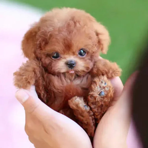 RoboPuppy – Realistic Robot Puppy
