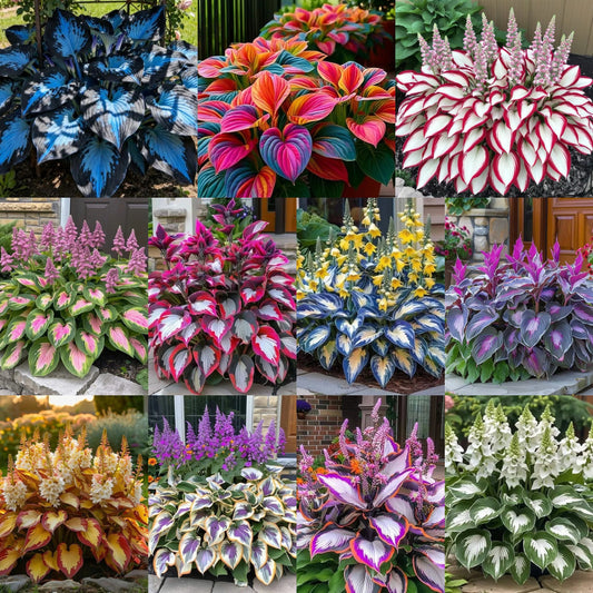 Premium Rare Hosta Seeds