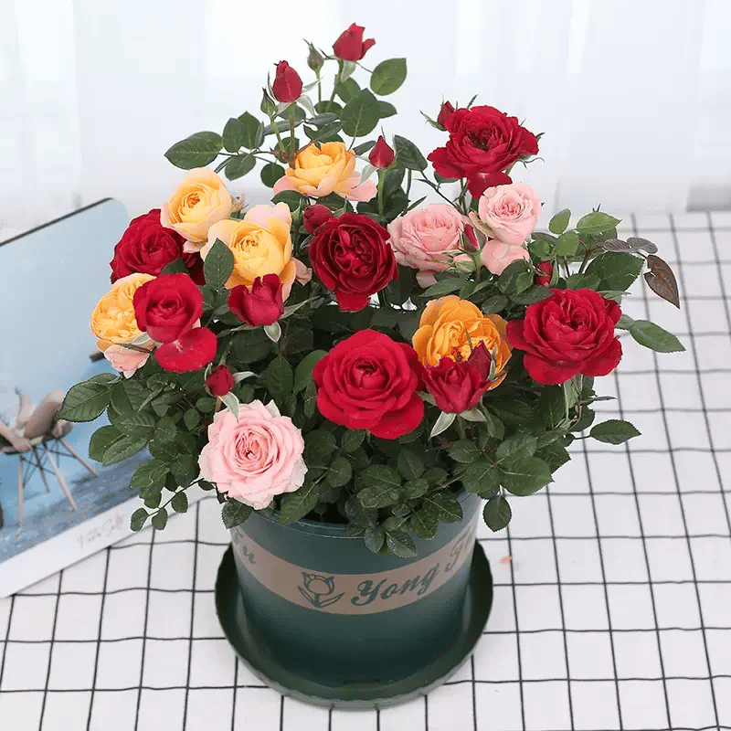 💐Beautiful Climbing Rose Seeds