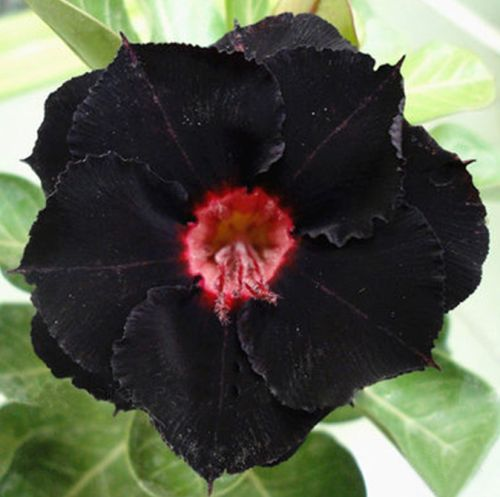 FloraOasis – Premium Desert Rose Plant Seeds