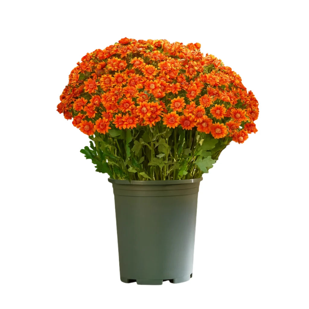 FallPetals – UV-Resistant Seasonal Flower Bundles