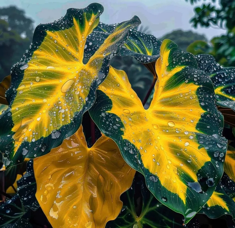 ColorBloom – Giant Multi-Color Caladiums Bulbs