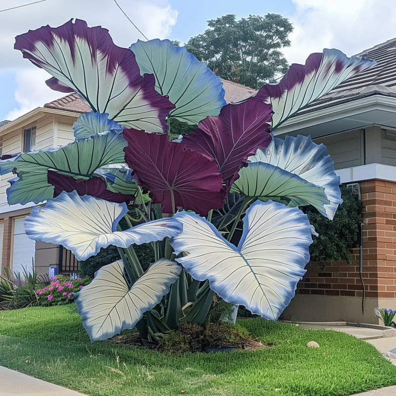 ColorBloom – Giant Multi-Color Caladiums Bulbs