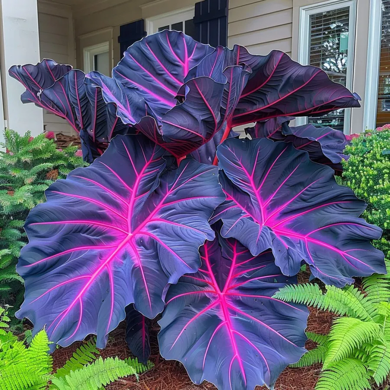ColorBloom – Giant Multi-Color Caladiums Bulbs