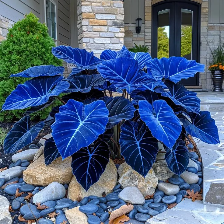 ColorBloom – Giant Multi-Color Caladiums Bulbs