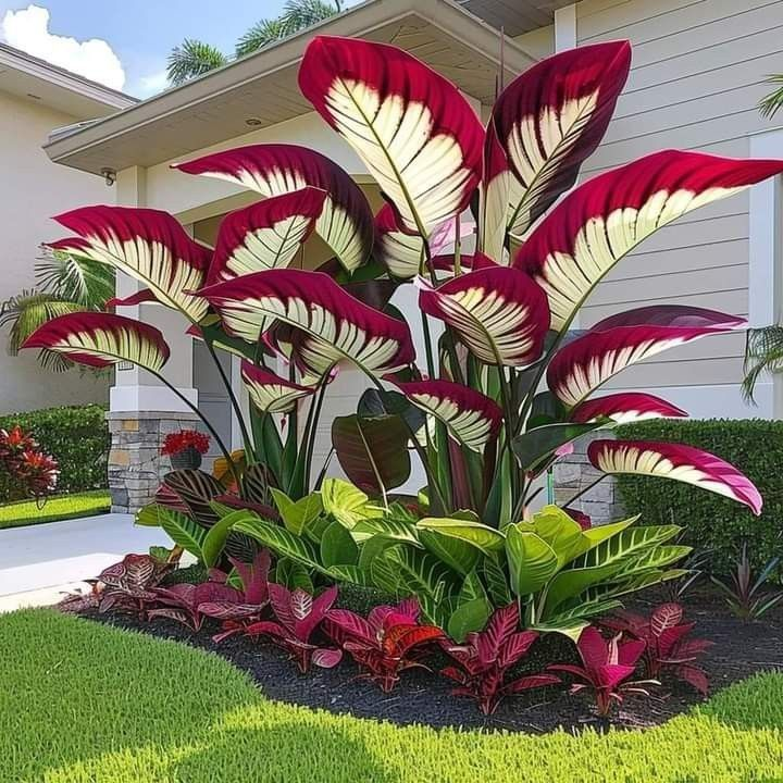 ScentedBliss - Long-Blooming Lily Bulbs