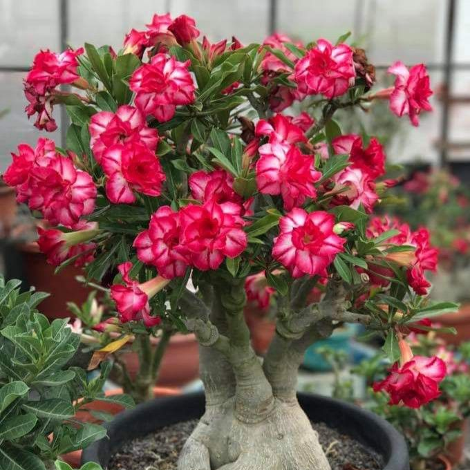 FloraOasis – Premium Desert Rose Plant Seeds