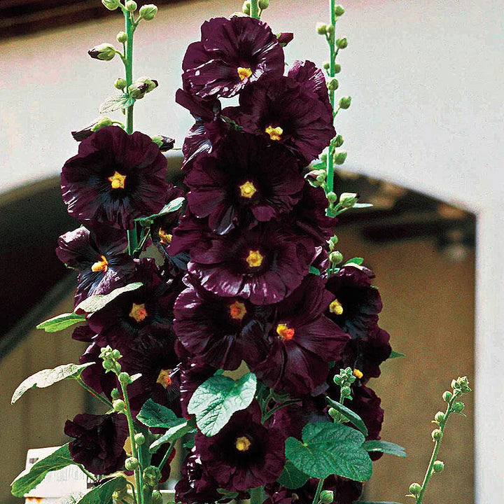 BloomMajesty – Premium Double Hollyhock Seeds