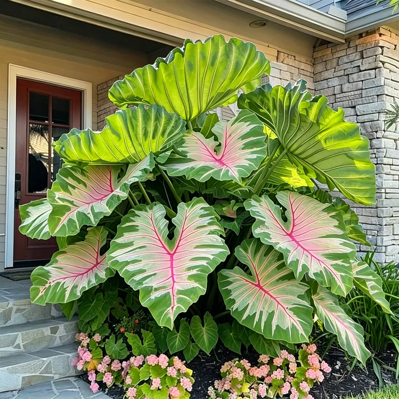 ColorBloom – Giant Multi-Color Caladiums Bulbs