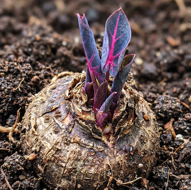 ColorBloom – Giant Multi-Color Caladiums Bulbs