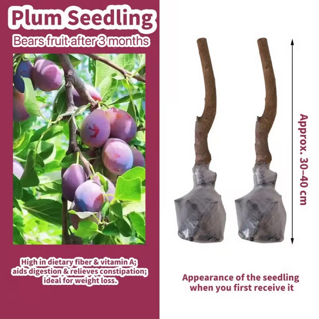 🌳LIMITED-TIME BUY 1 GET 1 FREE⏰🍑 Heirloom Non-GMO Grafted Plum Tree Live Saplings