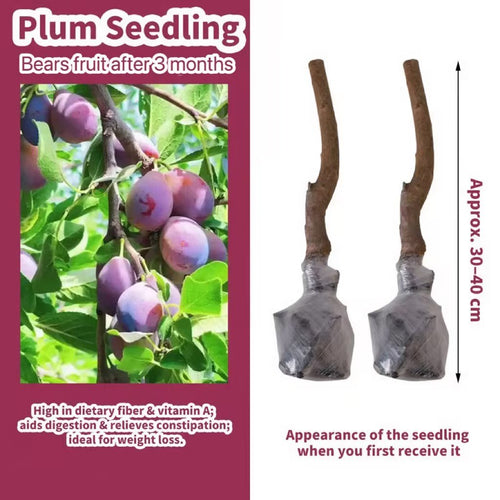 🌳LIMITED-TIME BUY 1 GET 1 FREE⏰🍑 Heirloom Non-GMO Grafted Plum Tree Live Saplings