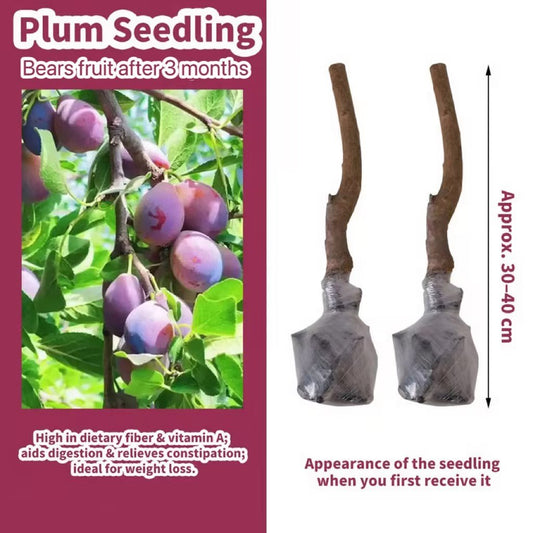 🌳LIMITED-TIME BUY 1 GET 1 FREE⏰🍑 Heirloom Non-GMO Grafted Plum Tree Live Saplings
