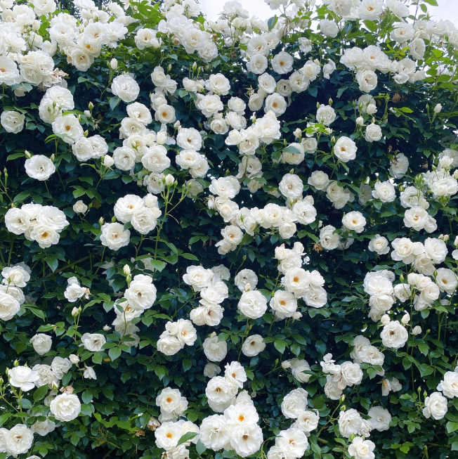 RoseCascade – Premium Climbing Rose Bulbs