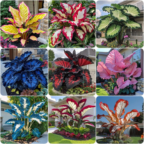 ScentedBliss - Long-Blooming Lily Bulbs