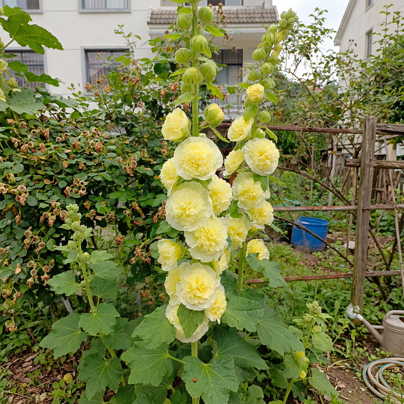 BloomMajesty – Premium Double Hollyhock Seeds