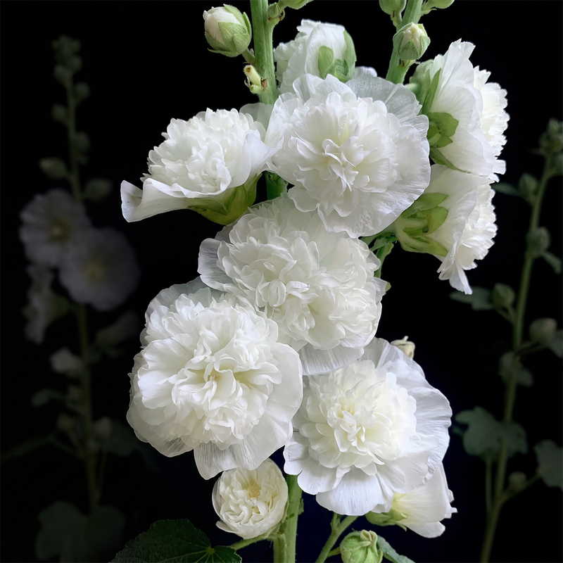 BloomMajesty – Premium Double Hollyhock Seeds
