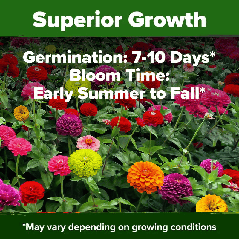 🔥Zinnia Seeds - Pure Seeds - No Filler -Heirloom Flower Seeds