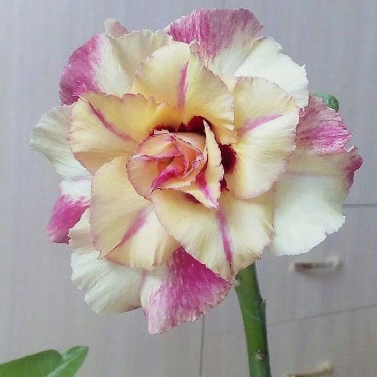 FloraOasis – Premium Desert Rose Plant Seeds