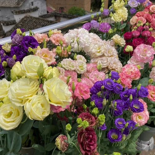 🌱Hardy Perennial Lisianthus Seeds RHS Certified for British Garden Beds Beginner Friendly
