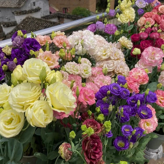🌱Hardy Perennial Lisianthus Seeds RHS Certified for British Garden Beds Beginner Friendly