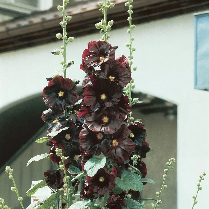 BloomMajesty – Premium Double Hollyhock Seeds