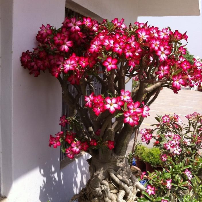 FloraOasis – Premium Desert Rose Plant Seeds
