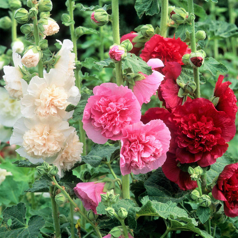 BloomMajesty – Premium Double Hollyhock Seeds