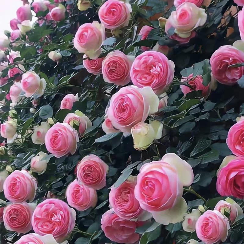 RoseCascade – Premium Climbing Rose Bulbs