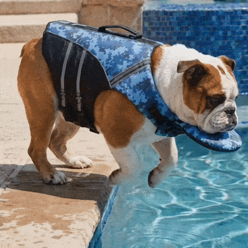 🐾Dog Life Jacket - High Buoyancy Foam, Adjustable Fit