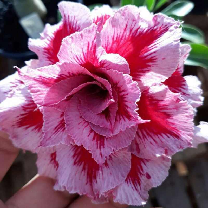FloraOasis – Premium Desert Rose Plant Seeds