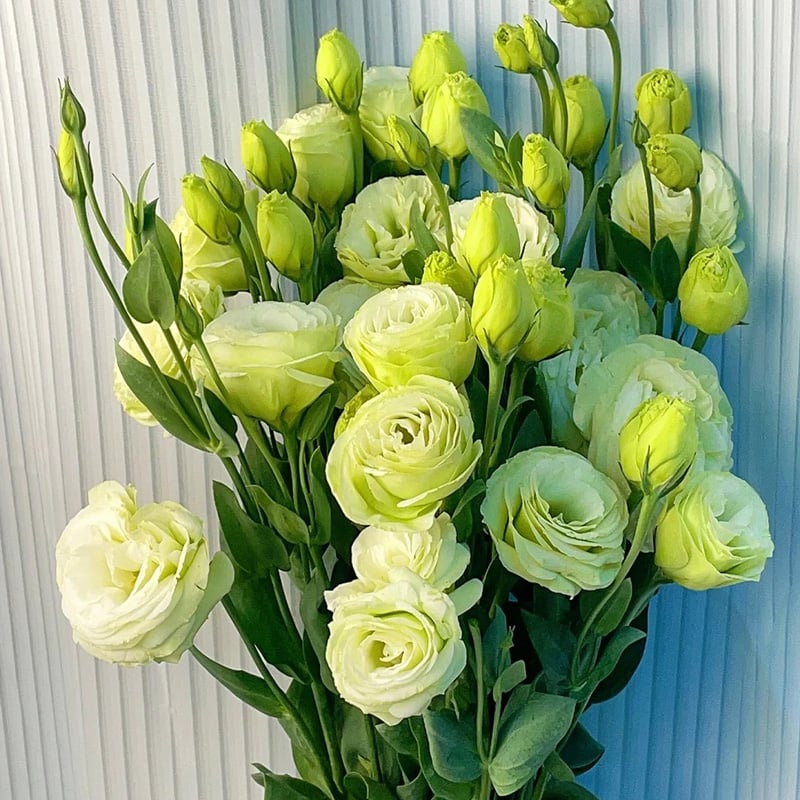 🌱Hardy Perennial Lisianthus Seeds RHS Certified for British Garden Beds Beginner Friendly