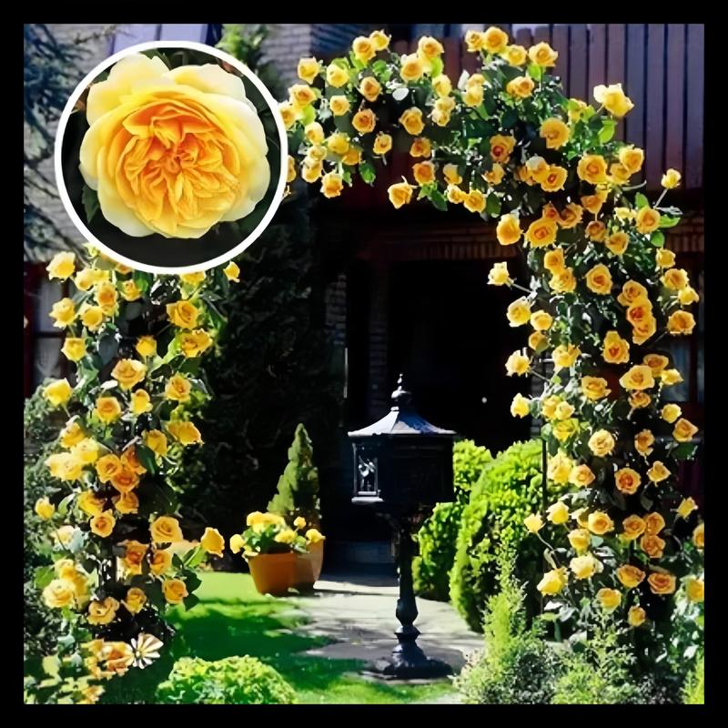 RoseCascade – Premium Climbing Rose Bulbs