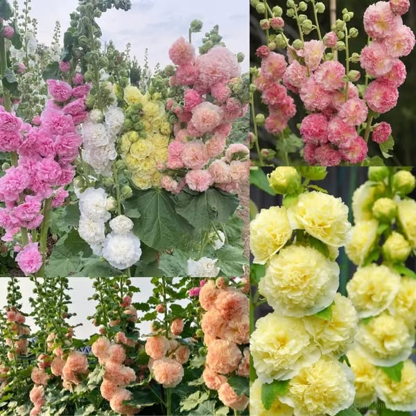 BloomMajesty – Premium Double Hollyhock Seeds