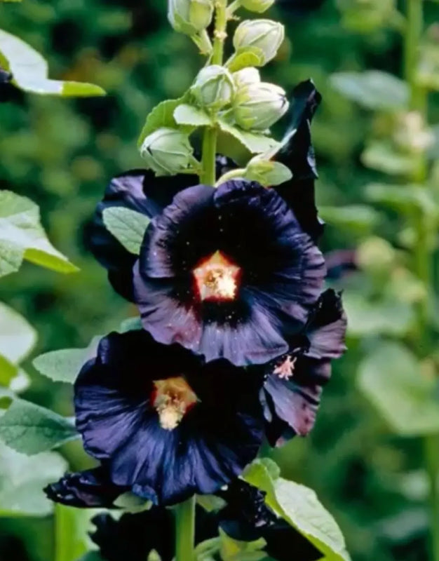 BloomMajesty – Premium Double Hollyhock Seeds